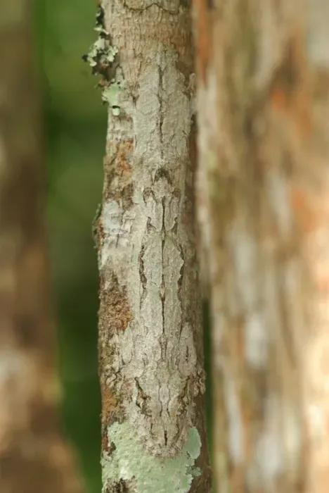 Framed Print : Giant Leaf-tailed Gecko (Uroplatus fimbriatus) adult, camouflaged on tree trunk in primary rainforest Framed Print : Giant Leaf-tailed Gecko (Uroplatus fimbriatus) adult, camouflaged on tree trunk in primary rainforest