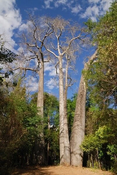 Giant Madagascar Baobab (Adansonia madagascariensis) habit, growing in dry deciduous forest habitat, Ankarafantsika N. P. Northwest Madagascar, july