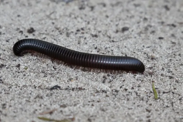 Framed Print : Giant Millipede - Botswana Framed Print : Giant Millipede - Botswana