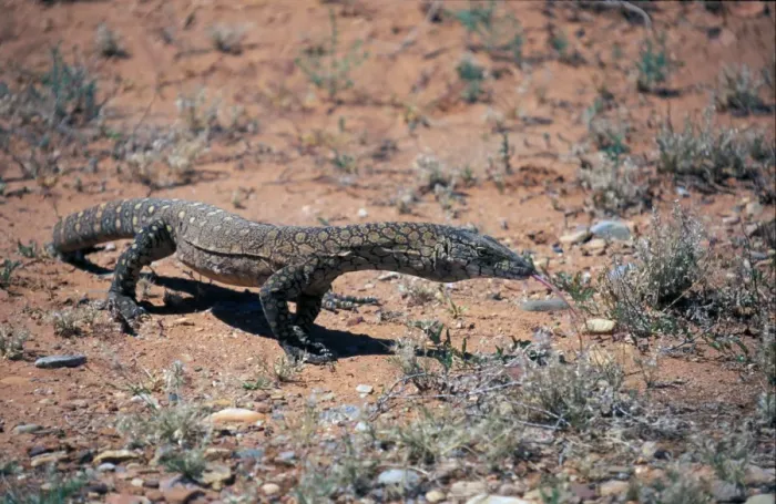 Framed Print : Giant Monitor Lizard (Varanus giganteus) Australia