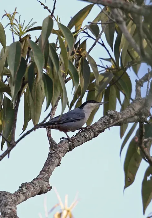 Framed Print : Giant Nuthatch (Sitta magna magna) adult, perched on branch, Doi Lang, Doi Pha Hom Pok N. P Framed Print : Giant Nuthatch (Sitta magna magna) adult, perched on branch, Doi Lang, Doi Pha Hom Pok N. P