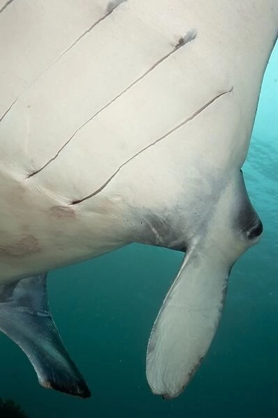 Giant Oceanic Manta Ray (Manta birostris) adult, close-up of gill slits, feeding, Karang Makassar, Rinca Island