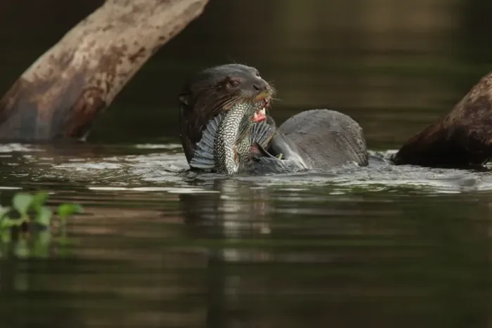 Framed Print : Giant Otter (Pteronura brasiliensis) adult, feeding on catfish in water, Porto Jofre, Mato Grosso, Brazil, september Framed Print : Giant Otter (Pteronura brasiliensis) adult, feeding on catfish in water, Porto Jofre, Mato Grosso, Brazil, september