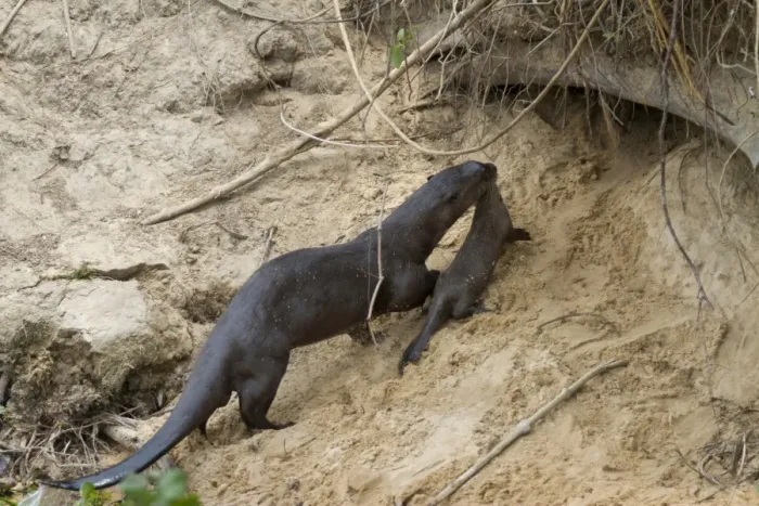Framed Print : Giant Otter (Pteronura brasiliensis) adult, carrying young to den in riverbank, Paraguay River, Pantanal, Mato Grosso Framed Print : Giant Otter (Pteronura brasiliensis) adult, carrying young to den in riverbank, Paraguay River, Pantanal, Mato Grosso