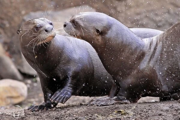 Giant Otter (Pteronura brasiliensis) adult pair, playing (captive)