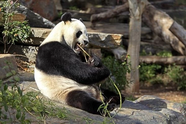 Giant Panda (Ailuropoda melanoleuca) adult, feeding on bamboo, sitting on rock, Adelaide Zoo