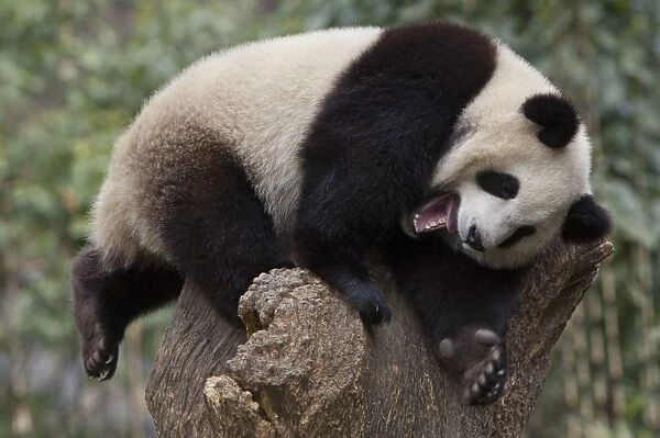 Giant Panda (Ailuropoda melanoleuca) cub, with mouth open, resting on stump, Wolong Valley, Himalayas, Sichuan