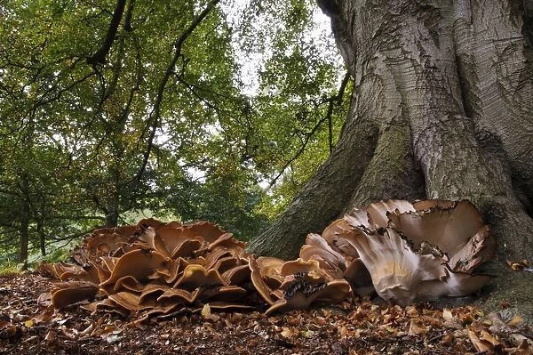 Giant Polypore (Meripilus giganteus) fruiting bodies, large cluster growing at base of mature Common Beech