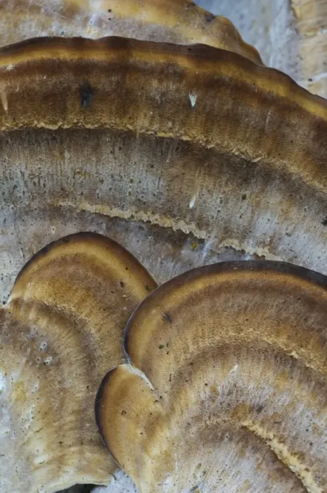 Framed Print : Giant Polypore (Meripilus giganteus) close-up of fruiting bodies, Clumber Park, Nottinghamshire, England, October Framed Print : Giant Polypore (Meripilus giganteus) close-up of fruiting bodies, Clumber Park, Nottinghamshire, England, October