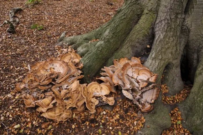 Framed Print : Giant Polypore (Meripilus giganteus) fruiting bodies, large cluster growing at base of mature Common Beech Framed Print : Giant Polypore (Meripilus giganteus) fruiting bodies, large cluster growing at base of mature Common Beech