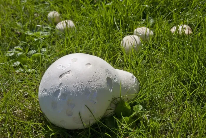 Framed Print : Giant Puffball (Langermannia gigantea) fruiting bodies, growing in meadow, Sussex, England, august Framed Print : Giant Puffball (Langermannia gigantea) fruiting bodies, growing in meadow, Sussex, England, august