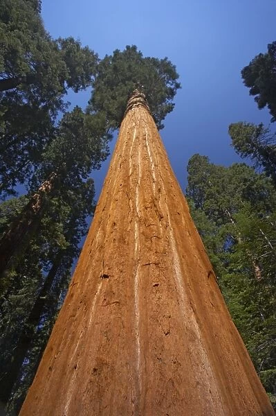 Giant Redwood (Sequoiadendron giganteum) close-up of trunk, looking up to canopy, Sequoia N. P. California, U. S. A