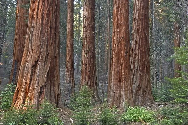 Giant Redwood (Sequoiadendron giganteum) trunks, in forest habitat, Sequoia N. P. California, U. S. A