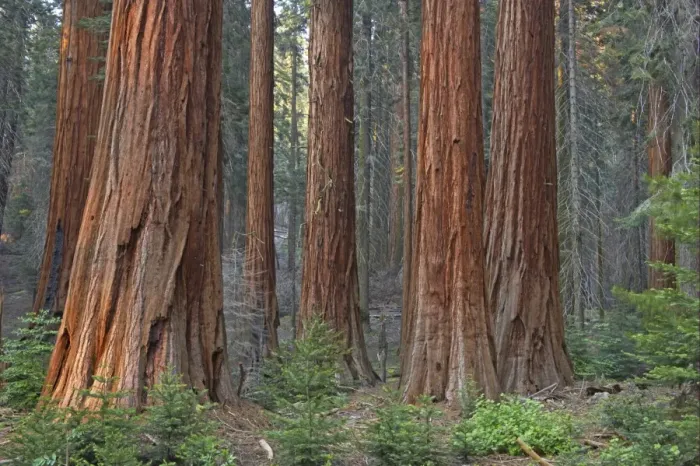 Framed Print : Giant Redwood (Sequoiadendron giganteum) trunks, in forest habitat, Sequoia N. P. California, U. S. A