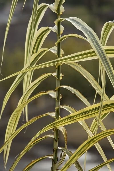 Giant Reed (Arundo donax) Variegata, close-up of variegated leaves, Dordogne, France, November