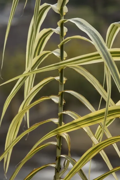 Framed Print : Giant Reed (Arundo donax) Variegata, close-up of variegated leaves, Dordogne, France, November
