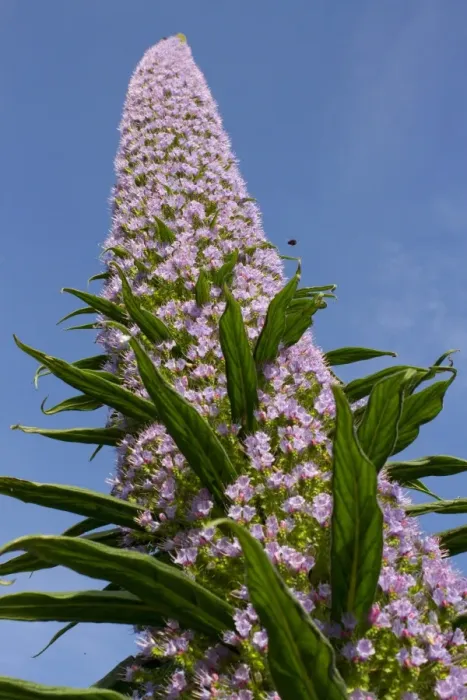 Framed Print : Giant Viper s-bugloss (Echium pininana) close-up of flowerspike, growing in coastal town parkland, Minehead, Somerset Framed Print : Giant Viper s-bugloss (Echium pininana) close-up of flowerspike, growing in coastal town parkland, Minehead, Somerset