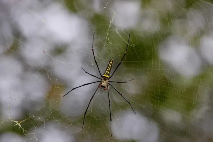 Framed Print : Giant Wood Spider (Nephila maculata) adult female, on web in lowland rainforest, Sinaraja Forest Reserve, Sri Lanka Framed Print : Giant Wood Spider (Nephila maculata) adult female, on web in lowland rainforest, Sinaraja Forest Reserve, Sri Lanka
