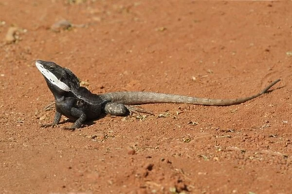 Gilberts Dragon (Lophognathus gilberti) adult, basking on bare ground in early morning sunshine, Western Australia