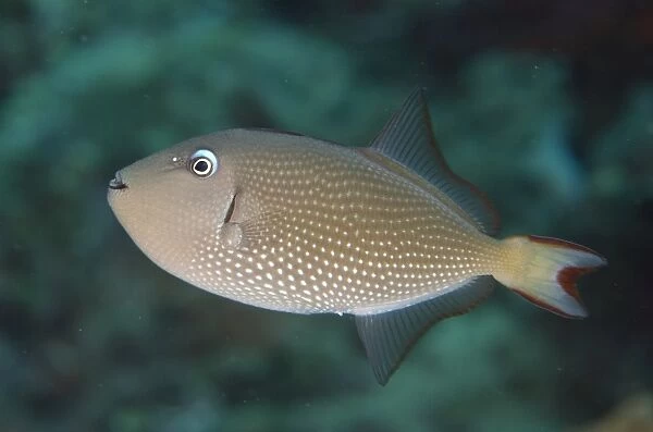 Gilded Triggerfish (Xanthichthys auromarginatus) adult female, swimming, Lembeh Straits, Sulawesi, Sunda Islands