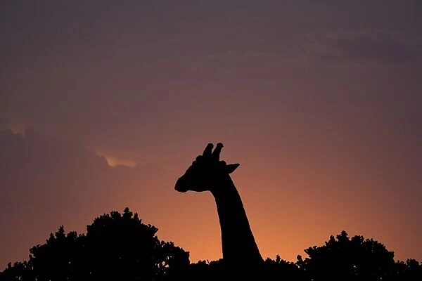 Giraffe (Giraffa camelopardalis) adult, head and neck silhouetted at sunset, Masai Mara National Reserve, Kenya