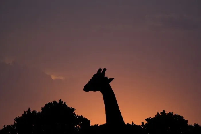 Framed Print : Giraffe (Giraffa camelopardalis) adult, head and neck silhouetted at sunset, Masai Mara National Reserve, Kenya Framed Print : Giraffe (Giraffa camelopardalis) adult, head and neck silhouetted at sunset, Masai Mara National Reserve, Kenya