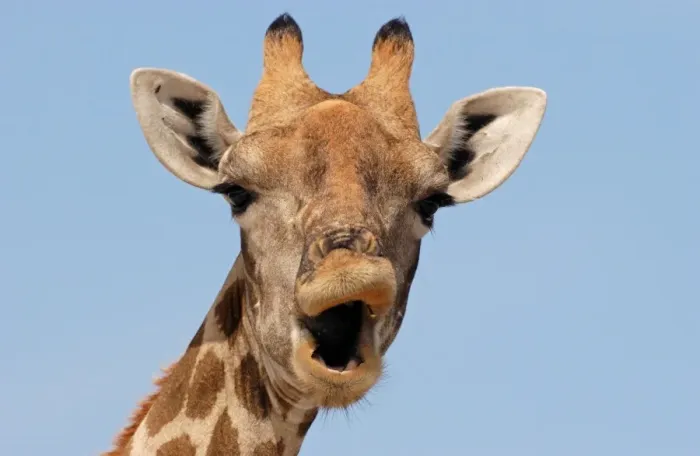 Framed Print : Giraffe (Giraffa camelopardalis) adult female, close-up of head, mouth open, Etosha N. P. Namibia