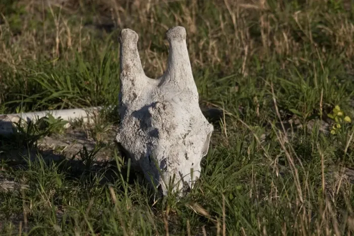 Framed Print : giraffe skull