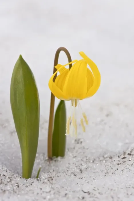 Framed Print : Glacier Lily (Erythronium grandiflorum) flowering, emerging through snow, Mount Rainier, Washington, U. S. A. july