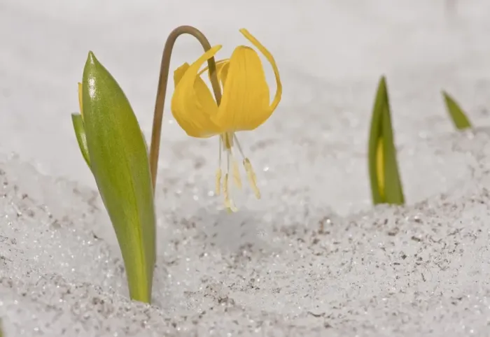 Framed Print : Glacier Lily (Erythronium grandiflorum) flowering, emerging through snow, Mount Rainier, Washington, U. S. A. july Framed Print : Glacier Lily (Erythronium grandiflorum) flowering, emerging through snow, Mount Rainier, Washington, U. S. A. july