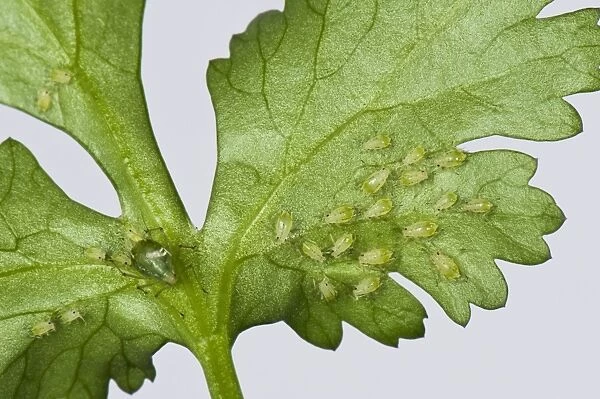 Glasshouse potato aphids, Aulacorthum solani, infestation on kitchen herb, coriander, leaf