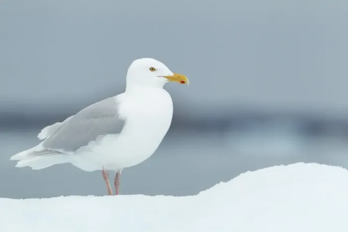 Framed Print : Glaucous Gull (Larus hyperboreus) adult, summer plumage, standing on iceberg, Svalbard