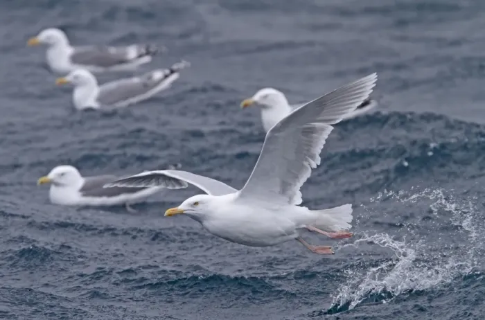 Framed Print : Glaucous Gull (Larus hyperboreus) adult, summer plumage, in flight, taking off from sea, with Herring Gulls (Larus argentatus) swimming on sea in background, Varanger, Northern Norway, march
