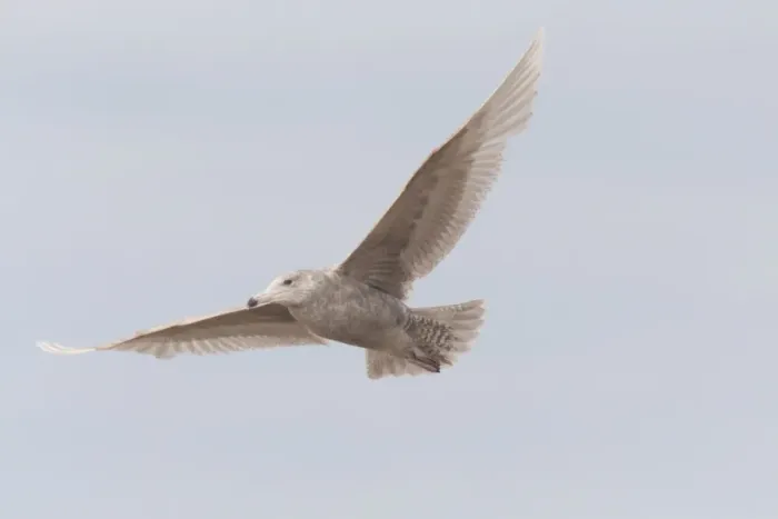 Framed Print : Glaucous Gull (Larus hyperboreus) immature, second winter plumage, in flight, Dungeness, Kent, England, April Framed Print : Glaucous Gull (Larus hyperboreus) immature, second winter plumage, in flight, Dungeness, Kent, England, April