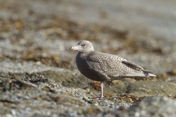 Glaucous Gull (Larus hyperboreus) juvenile, standing on beach, Poolepynten, Prins Karls Forland, Forlandet N. P
