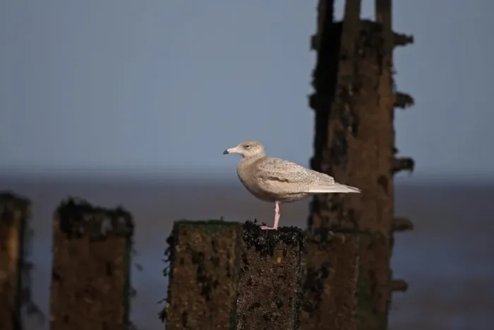 Framed Print : Glaucous Gull (Larus hyperboreus) juvenile, standing on groyne, Sheringham, Norfolk, England, february Framed Print : Glaucous Gull (Larus hyperboreus) juvenile, standing on groyne, Sheringham, Norfolk, England, february