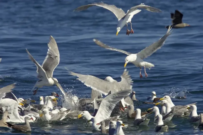 Framed Print : Glaucous-winged Gull (Larus glaucescens) and Heermann's Gull (Larus heermanni) flock, feeding on bait ball near surface of water, Strait of Juan de Fuca, Washington State, U. S. A Framed Print : Glaucous-winged Gull (Larus glaucescens) and Heermann's Gull (Larus heermanni) flock, feeding on bait ball near surface of water, Strait of Juan de Fuca, Washington State, U. S. A