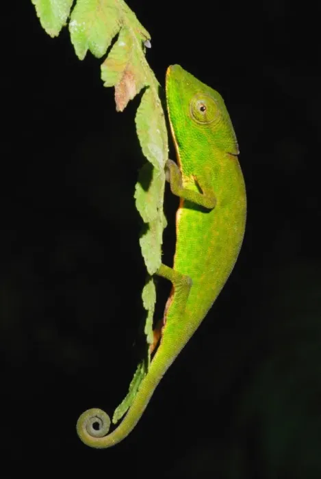 Framed Print : Glaw's Chameleon (Calumma glawi) adult, on leaf in primary rainforest, Ranomafana N. P. Eastern Madagascar, august Framed Print : Glaw's Chameleon (Calumma glawi) adult, on leaf in primary rainforest, Ranomafana N. P. Eastern Madagascar, august