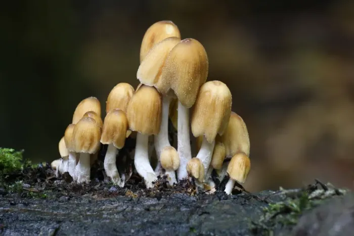 Framed Print : Glistening Ink Cap (Coprinus micaceus) fruiting bodies, growing on dead tree in woodland, Leicestershire, England, september Framed Print : Glistening Ink Cap (Coprinus micaceus) fruiting bodies, growing on dead tree in woodland, Leicestershire, England, september