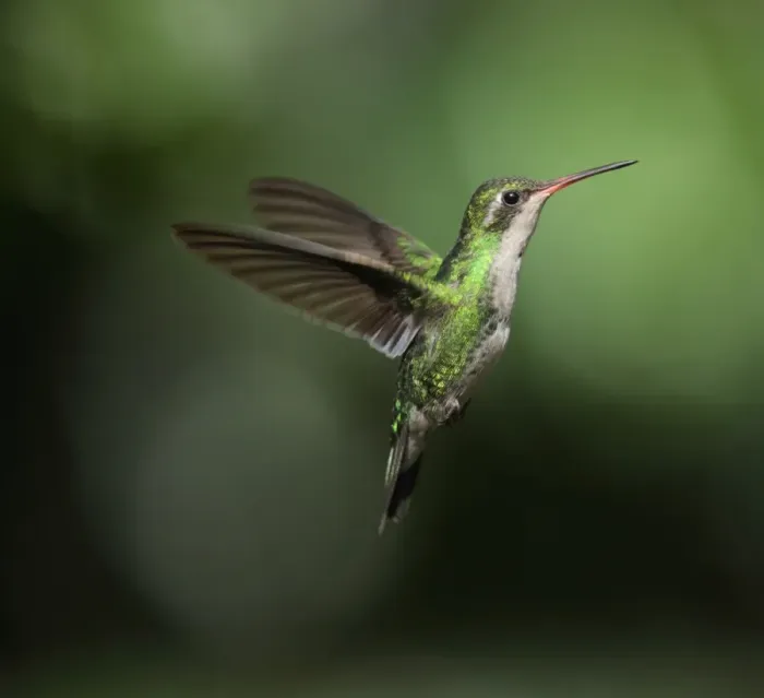 Framed Print : Glittering-bellied Emerald (Chlorostilbon aureoventris) adult female, in flight, Puerto Iguazu, Misiones, Argentina, november Framed Print : Glittering-bellied Emerald (Chlorostilbon aureoventris) adult female, in flight, Puerto Iguazu, Misiones, Argentina, november