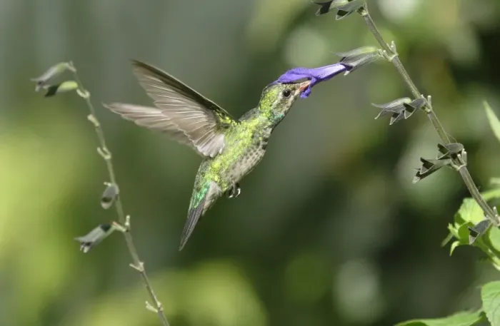 Framed Print : Glittering-bellied Emerald (Chlorostilbon aureoventris) immature male, in flight, feeding at salvia flower, La Lucila, Buenos Aires, Argentina, april Framed Print : Glittering-bellied Emerald (Chlorostilbon aureoventris) immature male, in flight, feeding at salvia flower, La Lucila, Buenos Aires, Argentina, april