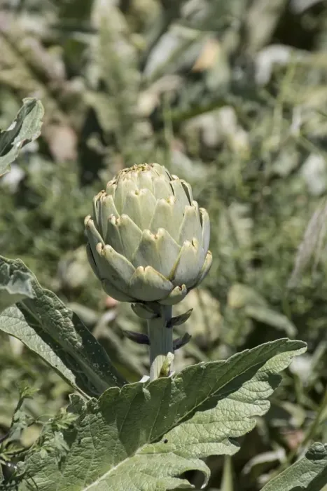 Framed Print : The globe artichoke (Cynara cardunculus var. scolymus) is a variety of a species of thistle cultivated as a food Framed Print : The globe artichoke (Cynara cardunculus var. scolymus) is a variety of a species of thistle cultivated as a food