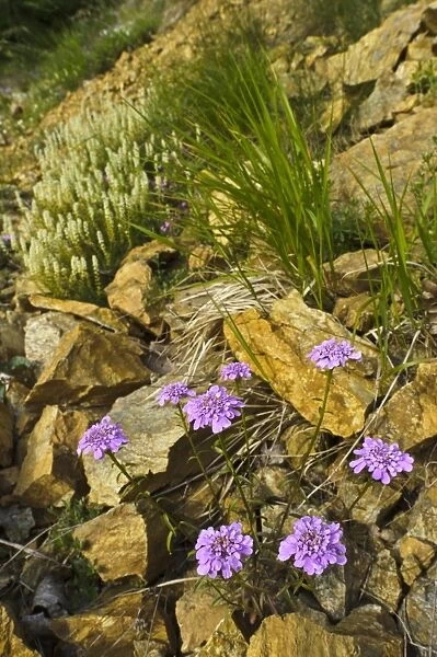 Globe Candytuft (Iberis umbellata) flowering, growing amongst rocks in habitat, Italy, may