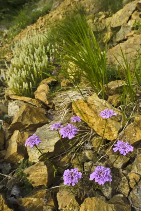 Framed Print : Globe Candytuft (Iberis umbellata) flowering, growing amongst rocks in habitat, Italy, may