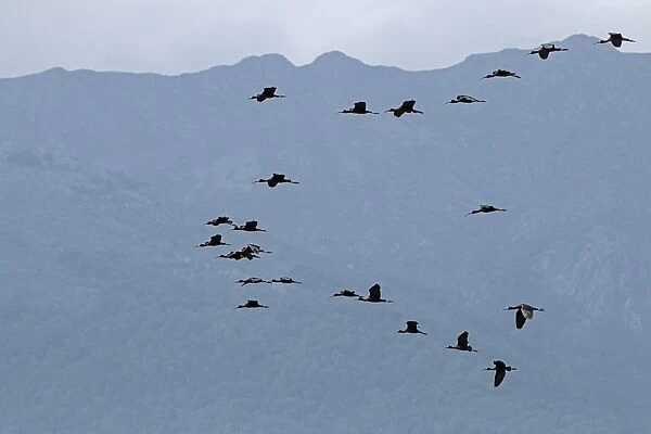 Glossy Ibis flock in flight near Lake Kerkini Northern Greece