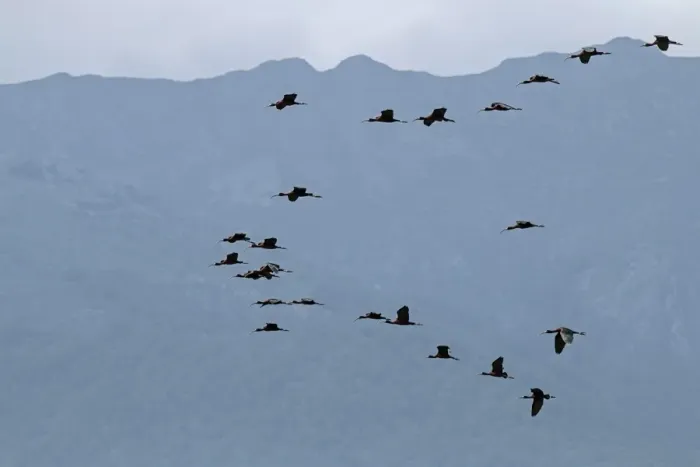 Framed Print : Glossy Ibis flock in flight near Lake Kerkini Northern Greece Framed Print : Glossy Ibis flock in flight near Lake Kerkini Northern Greece