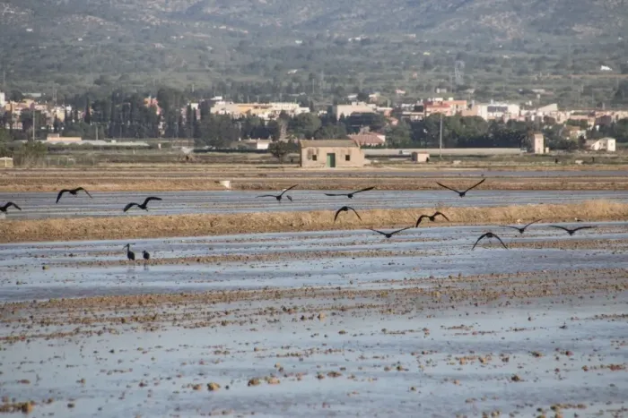 Framed Print : Glossy Ibis flying over Rice fields in the Ebro Delta in the Province of Tarragona in northeastern Spain Framed Print : Glossy Ibis flying over Rice fields in the Ebro Delta in the Province of Tarragona in northeastern Spain