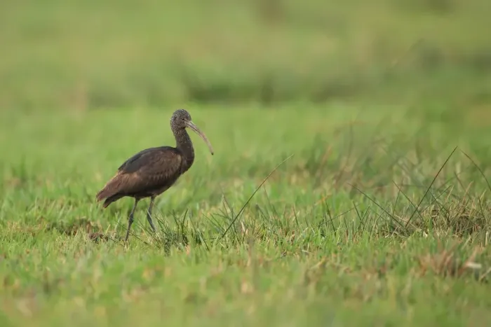 Framed Print : Glossy Ibis (Plegadis falcinellus) adult, non-breeding plumage, vagrant standing on pasture, Norfolk, England, January