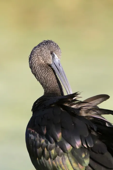 Framed Print : Glossy Ibis (Plegadis falcinellus) adult, winter plumage, preening, Florida, U. S. A