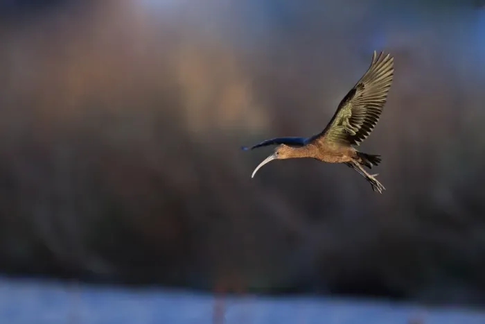 Framed Print : Glossy Ibis (Plegadis falcinellus) adult, non-breeding plumage, vagrant in flight, Norfolk, England, November Framed Print : Glossy Ibis (Plegadis falcinellus) adult, non-breeding plumage, vagrant in flight, Norfolk, England, November